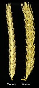 2-row and 6-row barley